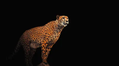 Wildlife Beautiful Amazing Cheetah HD | Photochill