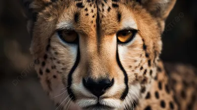 Animal Cheetah 4k Ultra HD Wallpaper