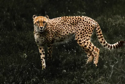 Cheetah image hd 30700090 Stock Photo at Vecteezy