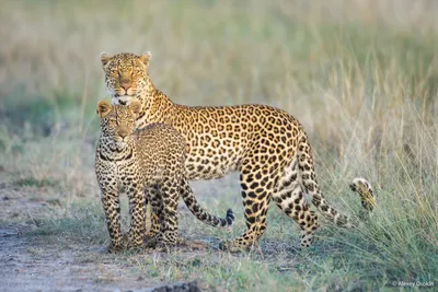 Леопард против гепарда – кто сильнее и как их отличить