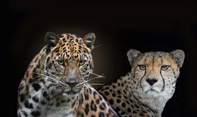 Чем отличается гепард от леопарда - Рамблер/субботний