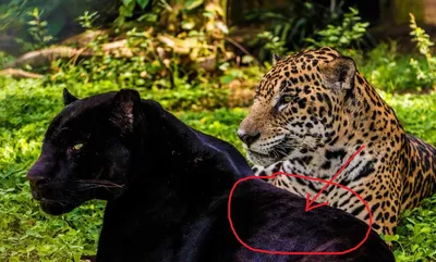 Гепард и леопард – отличия ареала обитания, в чем разница между животными