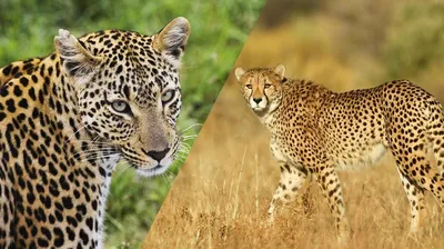 Чем отличаются леопард, ягуар и гепард. Объясняю на пальцах, как отличить  их по окраске | Этому не учат в школе | Дзен
