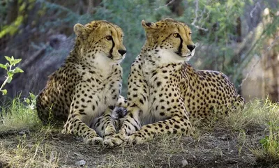 Леопард против гепарда – кто сильнее и как их отличить | Зоография | Дзен