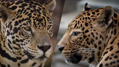 Леопард или Ягуар - кто отличит?