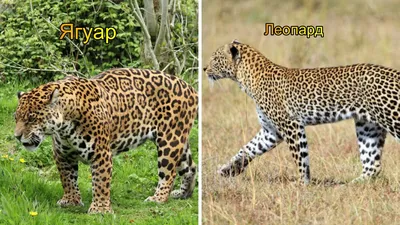 Как отличить Леопарда от Ягуара и Гепарда - YouTube