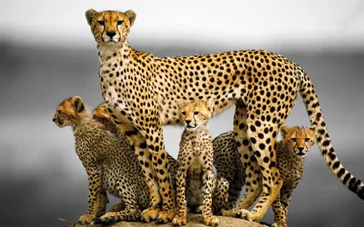 В чем разница между ягуаром и леопардом. И кого стоит бояться больше? |  Заметки о животных | Дзен