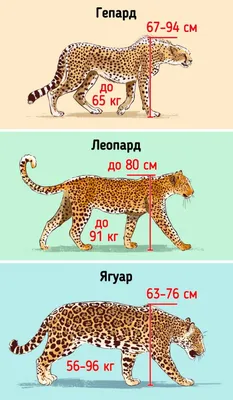 Кошачье царство: разница между ягуаром, гепардом и леопардом. Разобрались с  ребенком, теперь рассказываю и вам | Мой мохнатый друг | Дзен