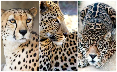 Леопард (96 фото) - описание животного, где обитает, размер, вес, чем  питается