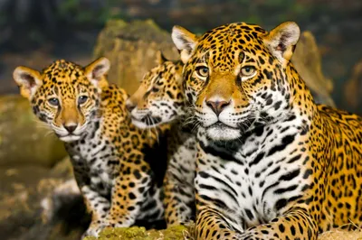 Ягуар и леопард - картинки и фото koshka.top