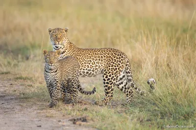 Кошачье царство: разница между ягуаром, гепардом и леопардом. Разобрались с  ребенком, теперь рассказываю и вам | Мой мохнатый друг | Дзен