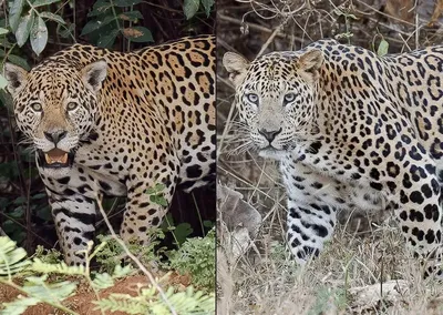 Леопард и гепард - фото и картинки: 62 штук