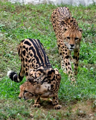 Кения. Красавец гепард из Масаи-Мара...