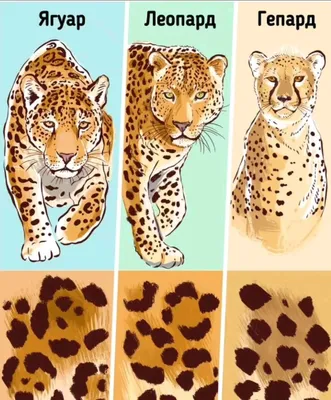 Гепард и леопард - пятнистые родичи