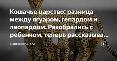 Леопард гепард ягуар (Множество фото) - treepics.ru