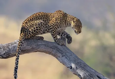 Гепард леопард ягуар - 59 фото