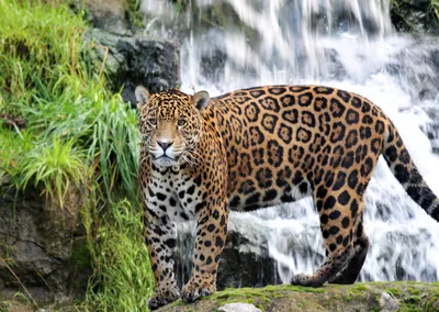 Гепард и леопард – отличия ареала обитания, в чем разница между животными
