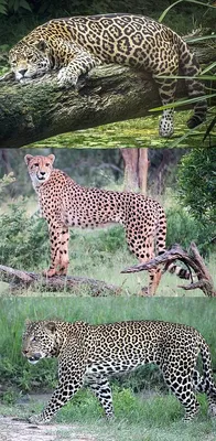В чем отличия между гепардом, леопардом и ягуаром? Сохраняйте себе на  стену, чтобы никогда не путать этих хищников. | ВКонтакте
