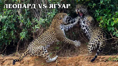Гепард и леопард - 51 фото