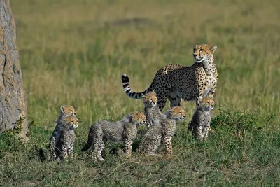 Отличия леопарда от гепарда: все, что нужно знать | Зеленые возобновляемые  источники энергии