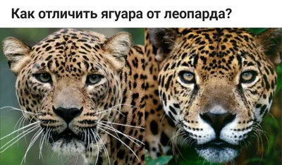 Гепард, Леопард и Ягуар: различия и особенности больших кошек» — создано в  Шедевруме