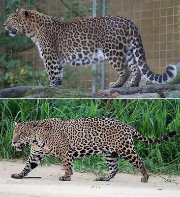Леопард и Ягуар - в чем отличие?