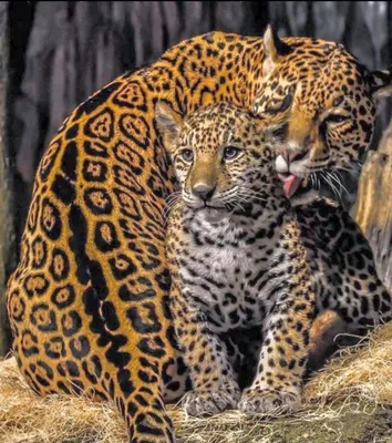 Различие гепарда и леопарда - красивые фото