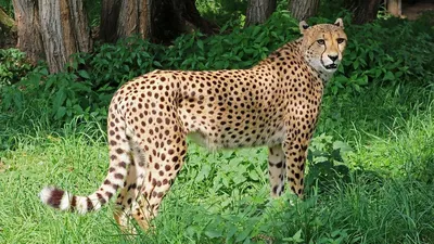 Как отличить ягуара от леопарда? » Magnus Felidae (Великие Кошачьи) -  красота и превосходство!