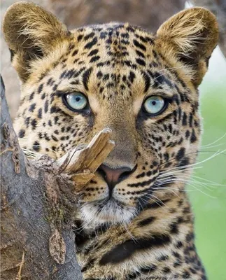 Как отличить ягуара от леопарда? | Пикабу