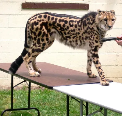 Олененок ударил головой леопарда, чтобы попытаться спастись – вирусное  видео было снято в Национальном парке Крюгера в ЮАР