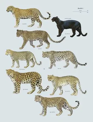 Фото гепарда и леопарда (61 фото) - фото - картинки и рисунки: скачать  бесплатно