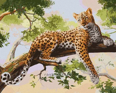 Чем отличается ягуар от леопарда - основные различия + фото : Особи вида  ягуар крупнее и сильнее своих собратьев по роду. Отличие можно наблюдать и  в строении головы — у леопарда она