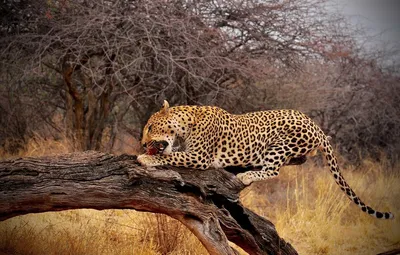 Гепард, леопард, ягуар – отличия окраса, различия внешнего вида, фото