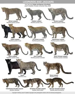 Пантера самец и самка в 2024 г | Кошки и котята, Самые милые животные,  Милые котики