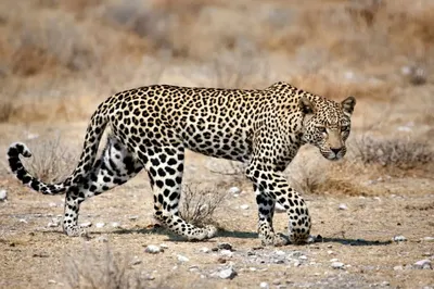 Леопард — 02ART40500122 40х50 см / Купить картину по номерам Артвентура