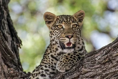 Леопард против гепарда – кто сильнее и как их отличить | Зоография | Дзен