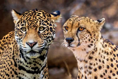 Гепард и леопард фото