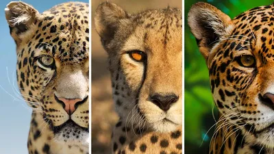 Leopard vs. Cheetah: What's the Difference?