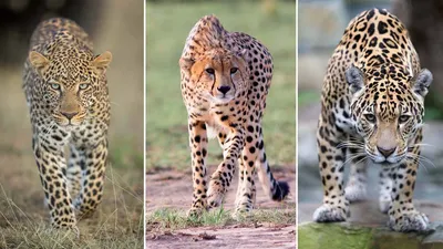 🔥 Leopard, Cheetahs, and Jaguars are all completely different cats. :  r/NatureIsFuckingLit