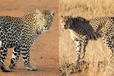 Differences between Cheetahs And Leopards. 10 ways [with pictures] to  easily tell leopards from cheetahs. | Safari Partner