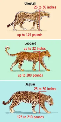 How to Spot the Difference Between a Cheetah, a Leopard, and a Jaguar |  Jaguar animal, Animal facts, Big cats art
