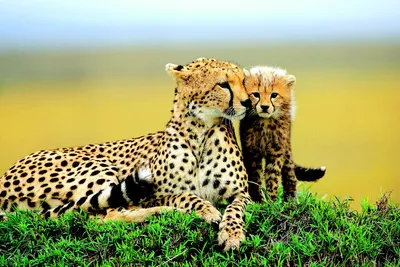 Гепард и леопард фотографии