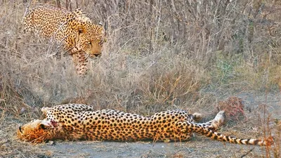 Leopard VS Cheetah Vs Jaguar by ARVEN92 on DeviantArt