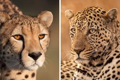 File:Cheetah vs leopard vs jaguar comparison with map.jpg - Wikimedia  Commons