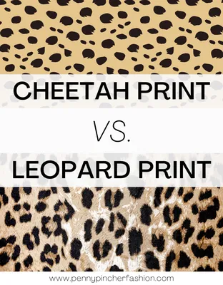 Was ist der Unterschied zwischen einem Leopard und einem Gepard? | SnacKid