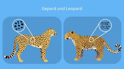 Cheetah vs Leopard Print - Penny Pincher Fashion