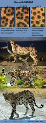 В чем отличия между гепардом, леопардом и ягуаром? | Пикабу