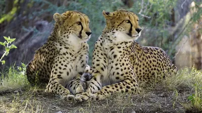 Три друга гепард ,леопард, ягуар» — создано в Шедевруме