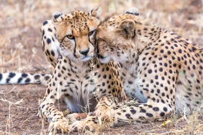 Чем отличаются гепард, леопард и ягуар? Как отличить леопарда от гепарда и  ягуара? Чем ягуар отличается от леопарда и гепарда? доклад реферат для  школы 1 2 3 4 5 6 класса