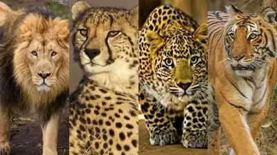 Vergleich Gepard Leopard | Rhino Africa Blog